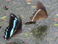 Papilio nireus lyaeus
