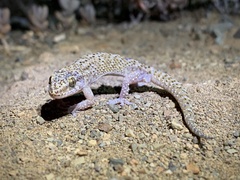 Pachydactylus capensis