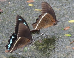 Papilio nireus lyaeus