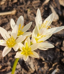 Nothoscordum bivalve
