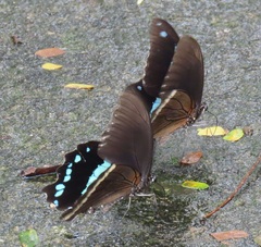 Papilio nireus lyaeus