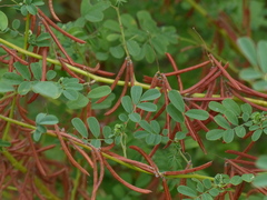 Indigofera tinctoria
