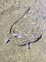 Pachydactylus capensis