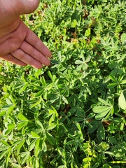 Lupinus texensis