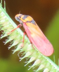 Locris areata