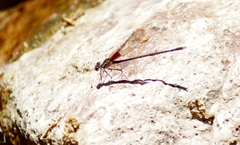 Hetaerina vulnerata