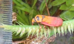 Locris areata