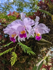Cattleya trianae