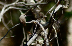 Myiarchus tuberculifer