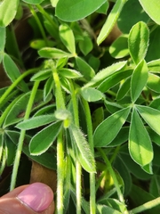 Lupinus texensis