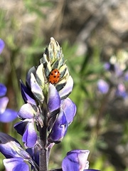 Hippodamia convergens