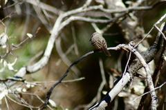 Myiarchus tuberculifer