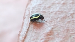 Doryphorina