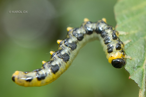 piliarka brezová (Nematus septentrionalis)