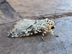 Lichnoptera