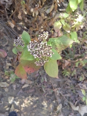 Ageratina petiolaris
