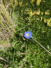 Gentiana sedifolia
