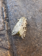 Lichnoptera
