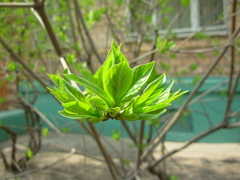 Syringa vulgaris