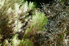 Ericameria laricifolia