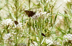 Lygaeus reclivatus