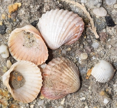 Cerastoderma glaucum