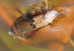 Dytiscinae