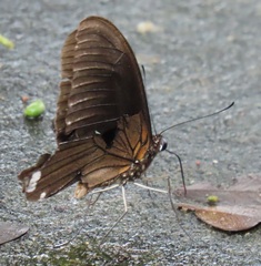 Papilio nireus lyaeus