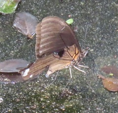Papilio nireus lyaeus