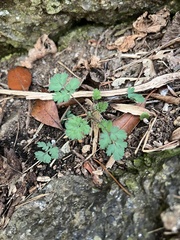Corydalis flavula