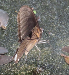 Papilio nireus lyaeus