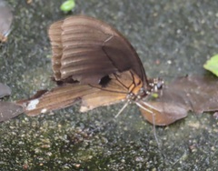Papilio nireus lyaeus