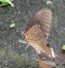 Papilio nireus lyaeus