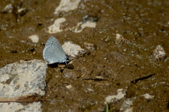 Echinargus isola
