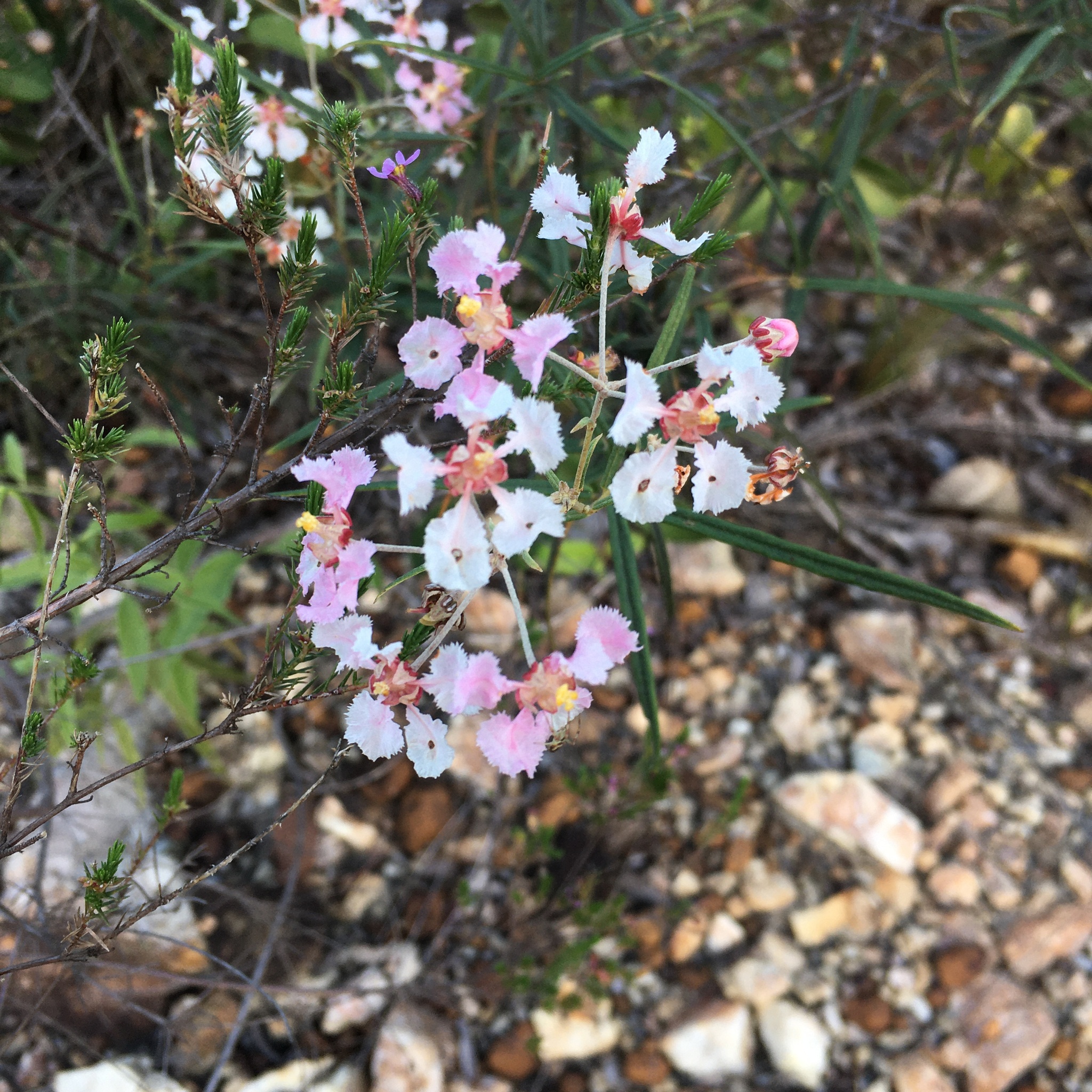 Banisteriopsis angustifolia