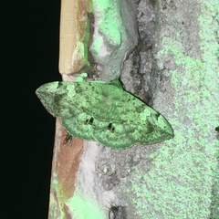 Anticarsia