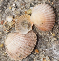 Cerastoderma glaucum