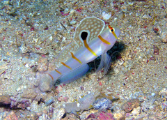 Amblyeleotris randalli