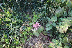 Lamium purpureum