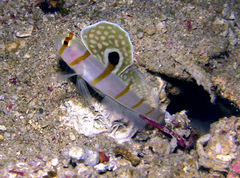 Amblyeleotris randalli