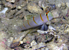 Amblyeleotris randalli