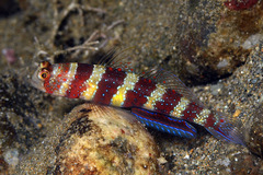 Amblyeleotris wheeleri