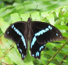 Papilio nireus lyaeus