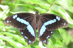 Papilio nireus lyaeus