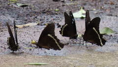 Papilio nireus lyaeus