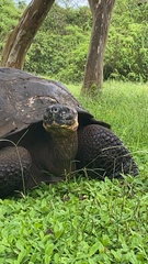 Chelonoidis niger porteri