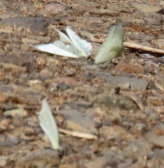 Appias epaphia contracta