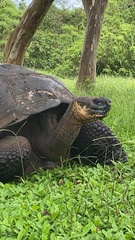 Chelonoidis niger porteri