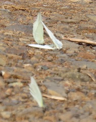 Appias epaphia contracta