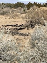 Sylvilagus audubonii